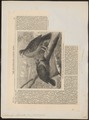 Didunculus strigirostris - 1864 - Print - Iconographia Zoologica - Special Collections University of Amsterdam - UBA01 IZ15600321.tif