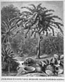 Die Gartenlaube (1883) b 008 2.jpg Flaschenbaum (Crescentia Cujete) und Geräthe aus den Fruchtschalen desselben