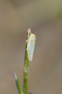 Typical Leafhopper (Cicadellidae)
