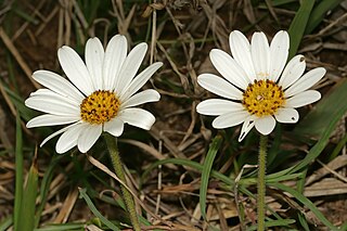 <i>Dimorphotheca caulescens</i> Species of flowering plant