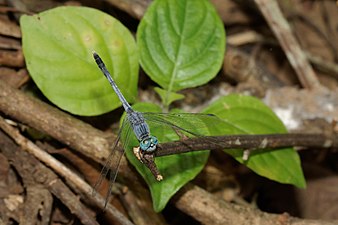 Ground Skimmer Diplacodes trivialis adult male