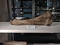 Diprotodon Tibia at the UQ Geology Museum.jpg