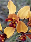 Diuris tinkeri