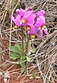 Dodecatheon pulchellum subsp. pulchellum