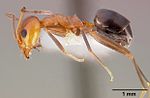 Miniatura para Dorymyrmex