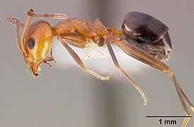 Dorymyrmex bicolor