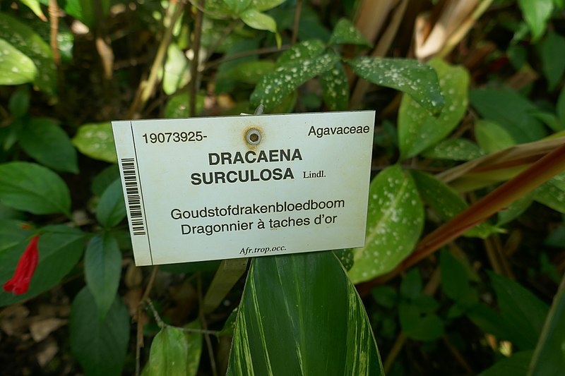 File:Dracaena surculosa-Jardin botanique Meise (1).jpg