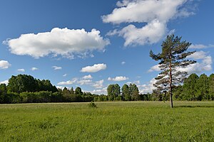 Маточник Вузьколистий: Етимологія, Опис, Поширення