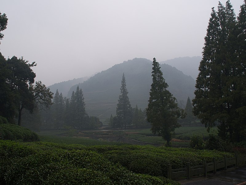File:Dragon Well Tea Plantation, Hangzhou (3020076220).jpg