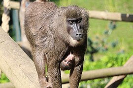 Mandrill, Weibchen mit Jungtier