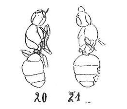 File:Drymomyrmex fuscipennis femelle Wheeler 1937 N. Théobald éch R435 (20) et R123 (21) p. 217 Pl. XV Hyménoptères du Sannoisien de Kleinkembs.pdf