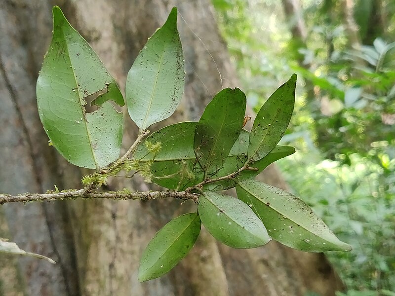 File:Drypetes wightii in Anamalais IMG 20210130 114142.jpg