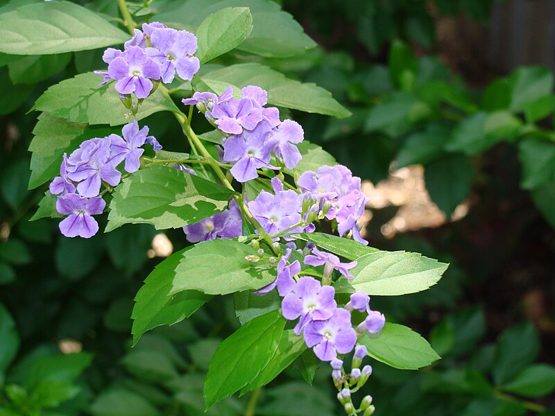 File:Duranta erecta.jpg