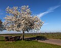 * Nomination: Baumblüte am Duttweilerer Mandelberg, Rheinland-Pfalz, Deutschland. --Fischer.H 16:44, 11 April 2021 (UTC) * * Review needed