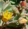 Echeveria multicaulis