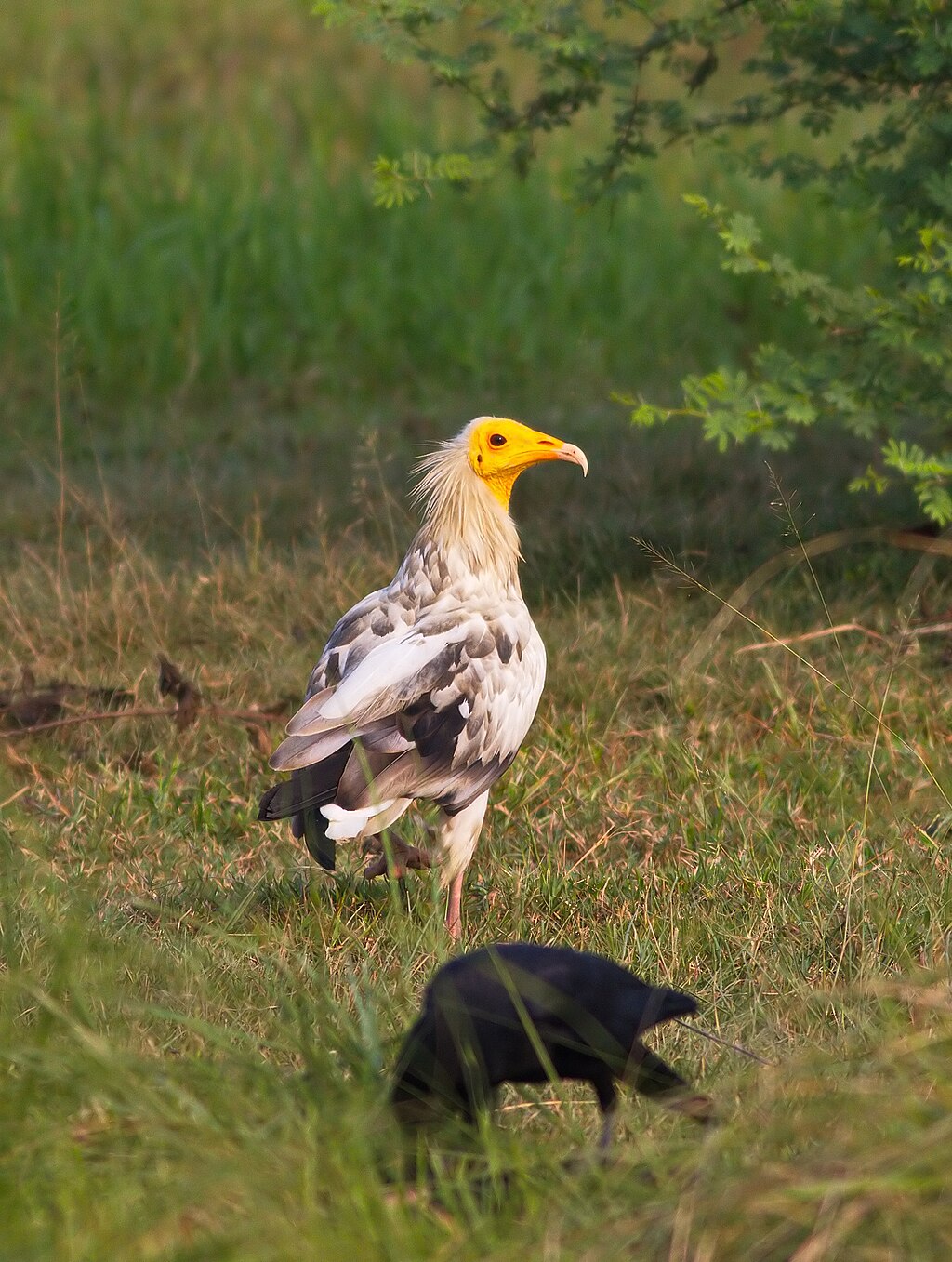 Egyptian Vulture (Neophron percnopterus)