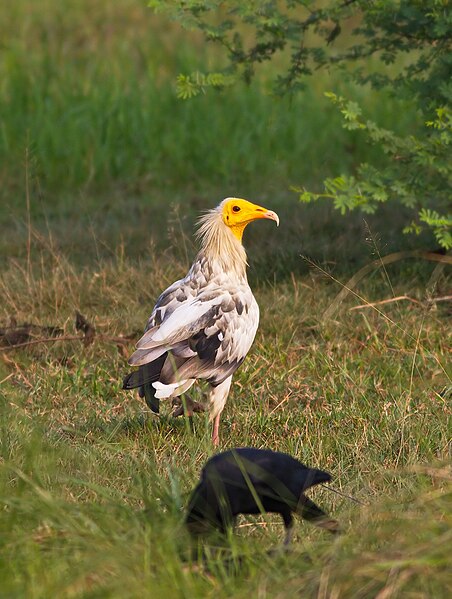 File:Egyptian Vulture (106032433).jpg