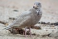 * Nomination juvenile larus hyperboreus at the beach of Spiekeroog --Ssprmannheim 13:13, 9 January 2020 (UTC) * Promotion  Support Good quality. --Ermell 13:41, 9 January 2020 (UTC)