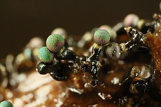 <span class="mw-page-title-main">Lamprodermataceae</span> Family of slime moulds