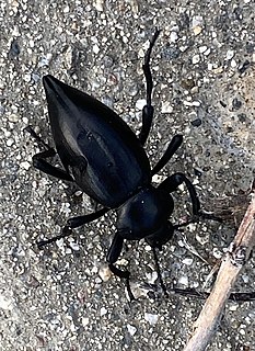 <i>Eleodes acuticauda</i> Species of beetle