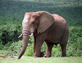 Savanna Elephant på Addo Elephant