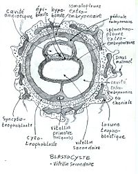 EmbrioneVitellinsecondaire.jpg