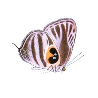 <i>Enos</i> (butterfly) Butterfly genus in family Lycaenidae