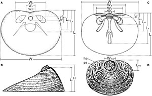 Brachiopoda: Anatomie, Écologie et histoire évolutive, Origine et phylogénie