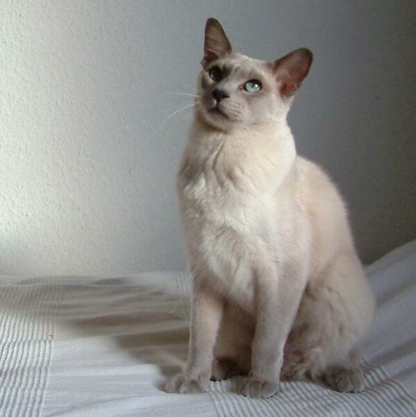 File:Eoleet Arcadia Tibetan cat breed (2010; cropped 2024).jpg