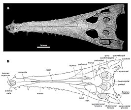 Eosuchus