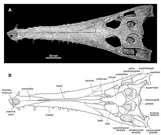 <i>Eosuchus</i> Extinct genus of reptiles