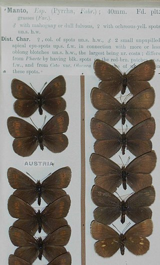 <span class="mw-page-title-main">Yellow-spotted ringlet</span> Species of butterfly