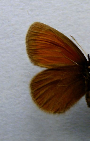 File:Erebia mnestra.underside.jpg