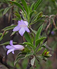 Eremophila freelingii цветя.jpg