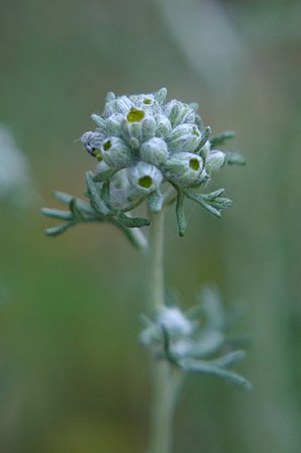 The buds are small, oval, and greenish-white. Eriophyllum confertiflorum yellow yarrow.jpg