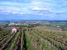 Blick auf Erligheim von der Erligheimer Weinkanzel