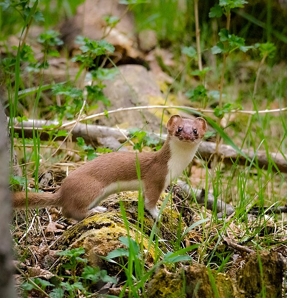 File:Ermine- Bacon Fiend (14083889879).jpg