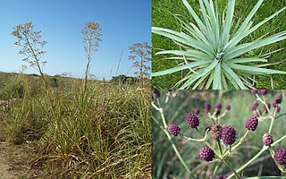 <i>Eryngium pandanifolium</i> Species of plant in the genus Eryngium