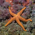 * Nomination Sea star (Hacelia attenuata), Cabo de Palos, Spain --Poco a poco 03:42, 23 May 2023 (UTC) * Promotion Very good. -- Ikan Kekek 04:12, 23 May 2023 (UTC)