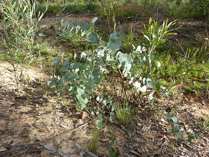 File:Eucalyptus bridgesiana (5369179961).jpg