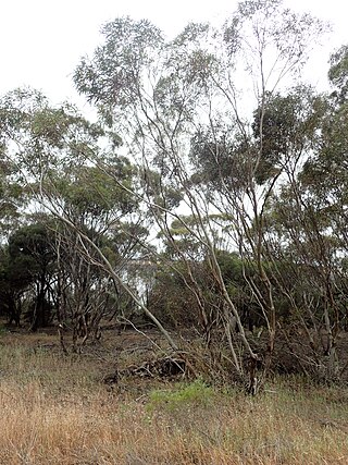 <i>Eucalyptus leptocalyx</i> Species of eucalyptus