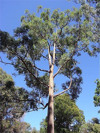 <i>Eucalyptus tindaliae</i> Species of eucalyptus