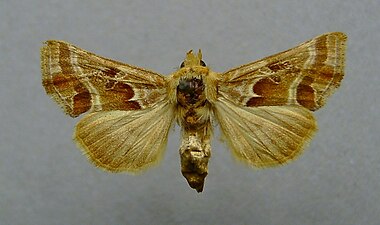 Euchalcia siderifera