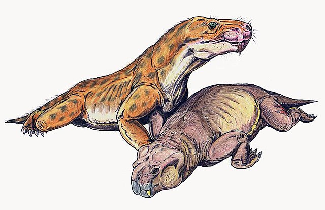 Restoration of Euchambersia with dicynodont prey. Note that this South African therocephalian is suspected to be the oldest known venomous tetrapod.