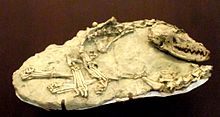 Fossilized skeleton of the Miocene-Pliocene coyote-like canine Eucyon Eucyon davisi.JPG