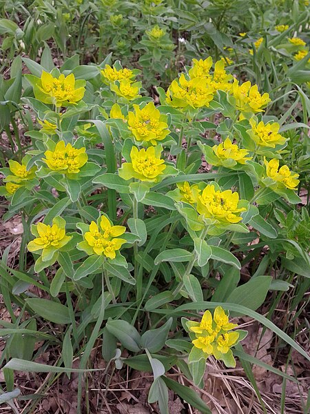 File:Euphorbia polychroma sl5.jpg