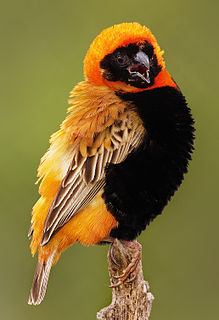 Southern red bishop Species of bird