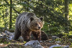 Eurasian brown bear (Ursus arctos arctos) female 1.jpg