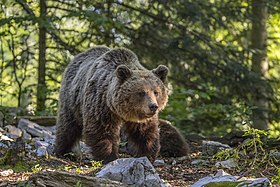 Eurasian brown bear (Ursus arctos arctos) female 1.jpg