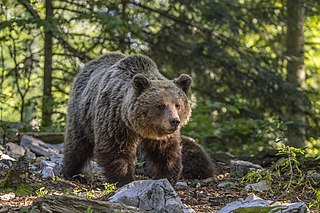 <span class="mw-page-title-main">Eurasian brown bear</span> Subspecies of carnivore